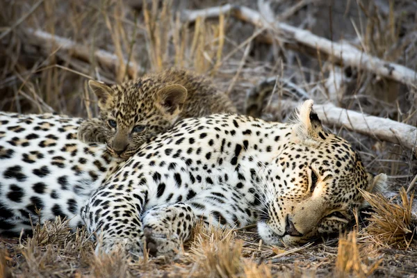 Leopardo fêmea e filhote — Fotografia de Stock