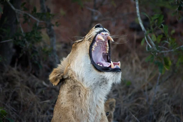 雌狮显示牙齿 — 图库照片