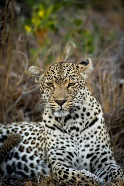 Femeie leopard odihnă — Fotografie, imagine de stoc