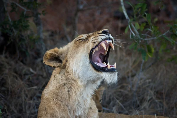 Leone femmina che mostra i denti — Foto Stock