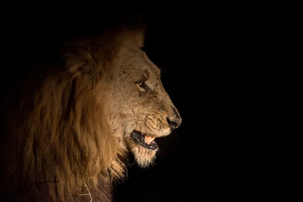 Lev v noci — Stock fotografie