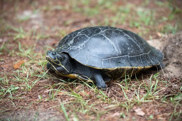 Snapping turtle laying its eggs — Stock Photo, Image