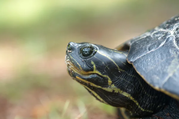 Snapping turtle laying its eggs — Stock Photo, Image