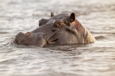 Common Hippopotamus submerged in the Chobe River in the evening in Chobe National Park, Botswana.