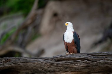 Botsvana 'daki Chobe Ulusal Parkı' ndaki Chobe Nehri kıyısında devrilmiş bir ağaca tünemiş Afrika balık kartalı..