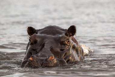 Suaygırı, Botsvana 'daki Chobe Ulusal Parkı' nda akşam saatlerinde Chobe Nehri 'ne battı..
