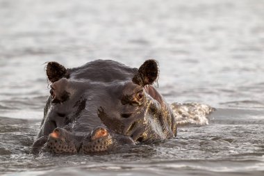 Suaygırı, Botsvana 'daki Chobe Ulusal Parkı' nda akşam saatlerinde Chobe Nehri 'ne battı..