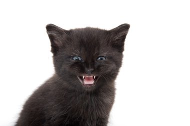 Onun ağzı açık olan siyah yavru kedi