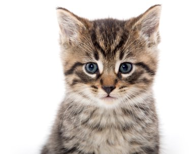Beyaz ağlayan şirin tabby yavru kedi