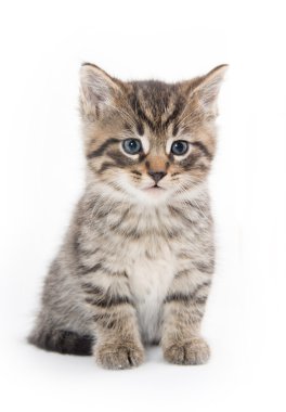 Beyaz ağlayan şirin tabby yavru kedi