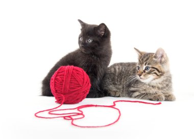 İki sevimli yavru kedi ve kırmızı iplik