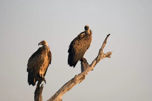 Bílá couval vultur — Stock fotografie