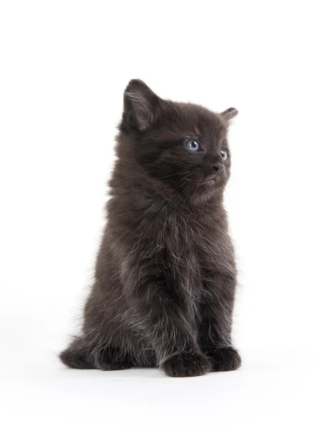 Chaton noir mignon — Photo