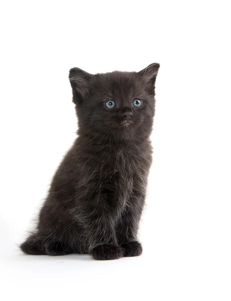 Gatinho preto bonito — Fotografia de Stock