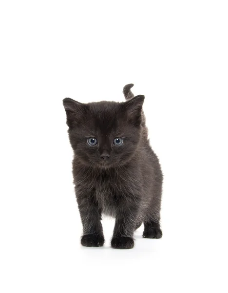 Gatinho preto bonito — Fotografia de Stock