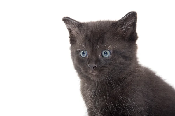 Lindo gatito negro —  Fotos de Stock