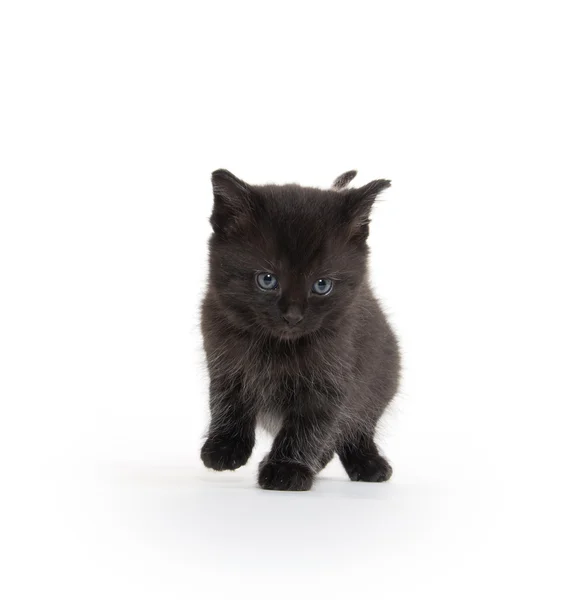 Cute black kitten — Stock Photo, Image