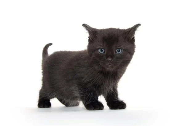 Милий кошеня чорний — стокове фото