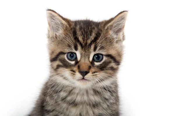 Cute tabby kitten crying on white — Stock Photo, Image