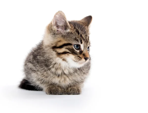 Cute tabby kitten on white — Stock Photo, Image