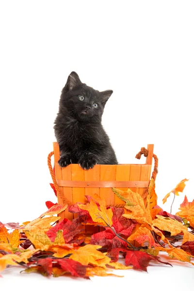 Svart kattunge och orange hink — Stockfoto