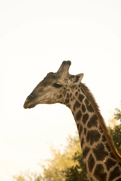 Zsiráf a Kruger Nemzeti park — Stock Fotó