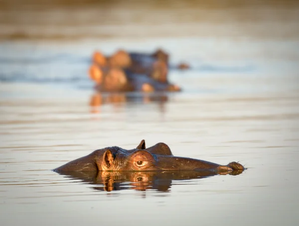Бегемот в воде — стоковое фото