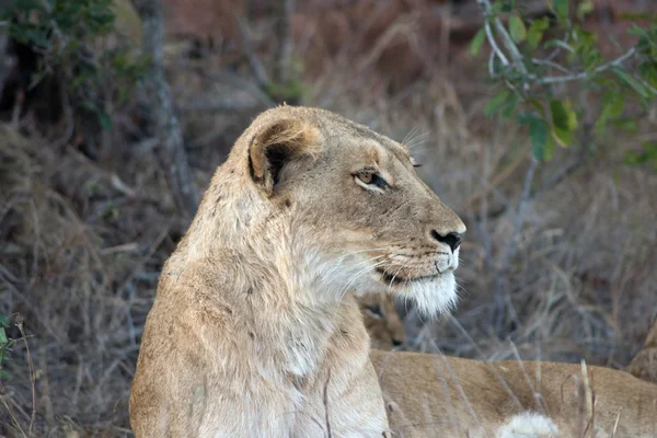 Leão fêmea ao anoitecer — Fotografia de Stock