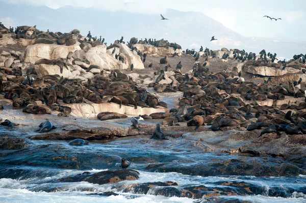 Isla Seal en False Bay, Sudáfrica — Foto de Stock