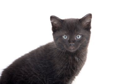 sevimli siyah yavru kedi