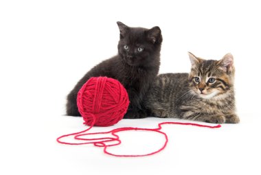 İki sevimli yavru kedi ve kırmızı iplik