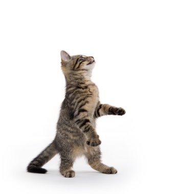 oynayan sevimli tekir