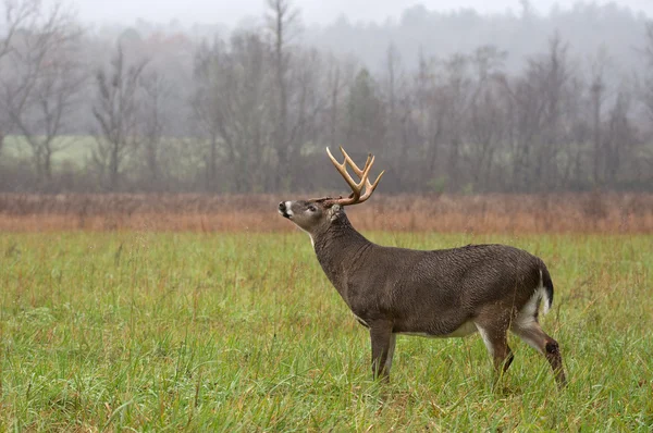 Veado-de-cauda-branca buck na chuva — Fotografia de Stock