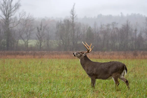 Veado-de-cauda-branca buck na chuva — Fotografia de Stock