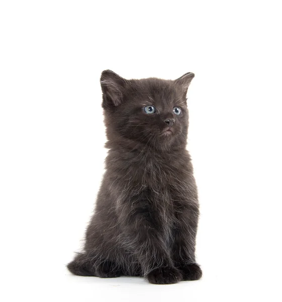 Gatinho preto bonito — Fotografia de Stock