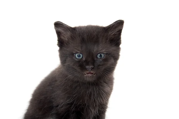 Gatinho preto com a boca aberta — Fotografia de Stock