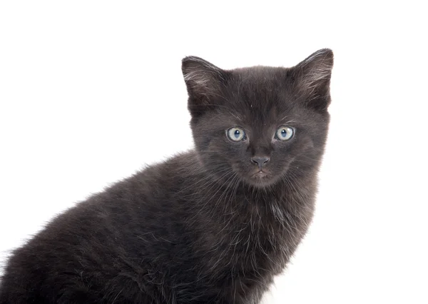 Chaton noir mignon — Photo