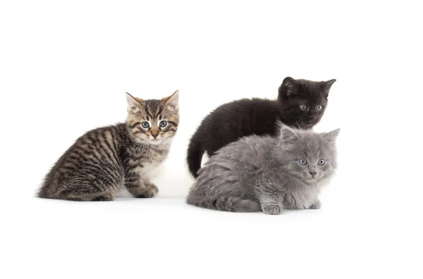 Three cute kittens — Stock Photo, Image