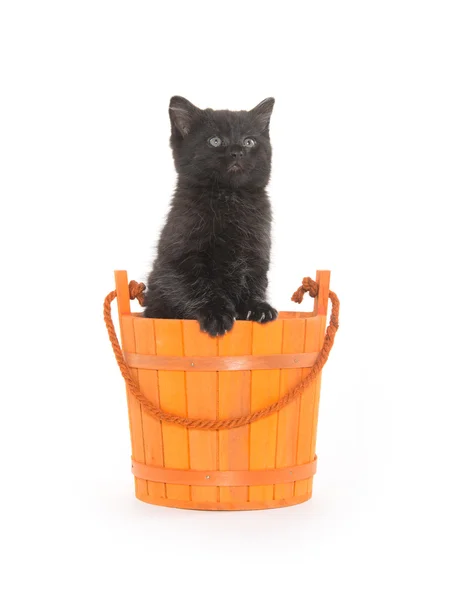 Gatito negro y cubo naranja — Foto de Stock