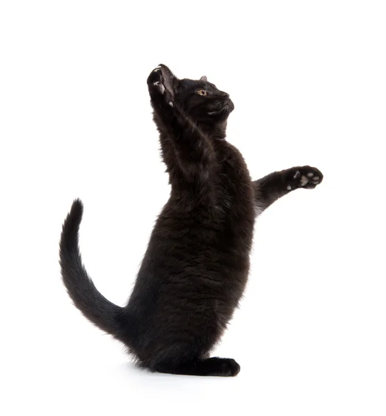 Roztomilý kotě černé na bílém — Stock fotografie