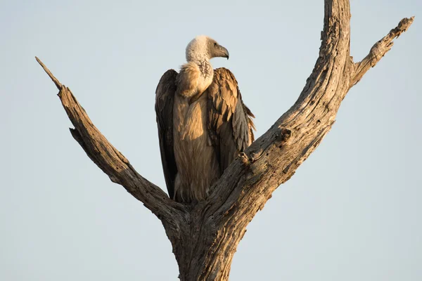 Bílá couval vultur — Stock fotografie