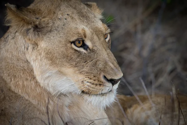 Leão fêmea ao entardecer — Fotografia de Stock