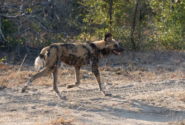 Afrikansk vildhund — Stockfoto