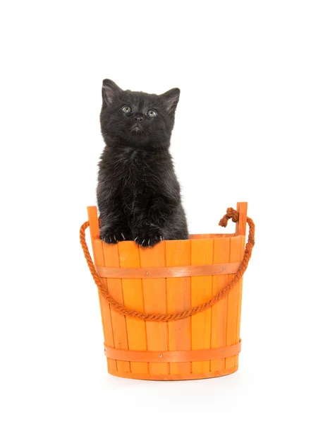Black kitten and orange bucket — Stock Photo, Image