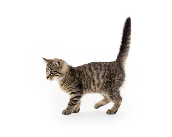 Tabby Kitten na bílém — Stock fotografie