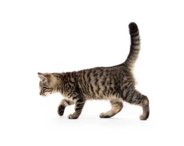 Tabby Kitten på vitt — Stockfoto