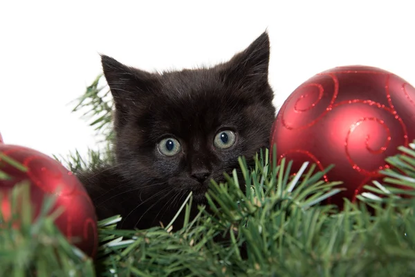 Carino gattino nero in decorazioni natalizie — Foto Stock