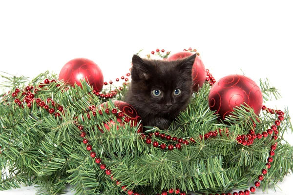 Carino gattino nero in decorazioni natalizie — Foto Stock