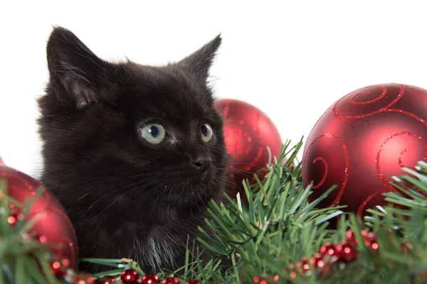 Carino gattino nero in decorazioni natalizie — Foto Stock