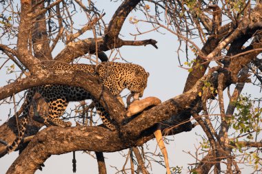 Impala üzerinde besleme leopar